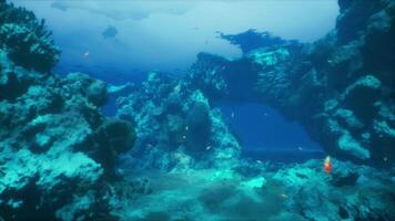 An underwater view of a coral reef in the ocean video