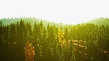 A lush and dense forest with towering green trees video