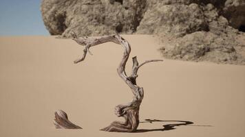 A dead tree in the middle of a desert video