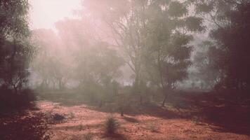 A dense and misty forest with a multitude of towering trees video