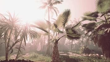 A group of palm trees in a field video