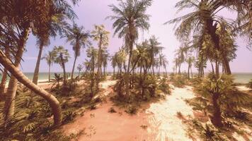 A tropical paradise with palm trees and a sandy beach video
