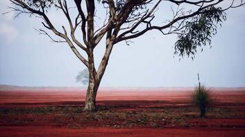 A solitary tree standing in a vibrant red field video