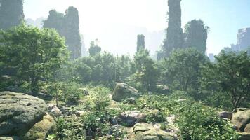 A forest filled with lots of rocks and trees video