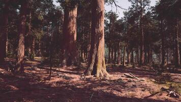 A dense forest with towering trees video