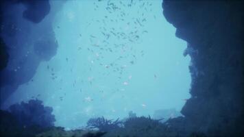 Exploring vibrant marine life in a tranquil underwater cave at midday video