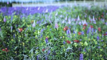 Vibrant wildflower field in full bloom during sunny afternoon in springtime video