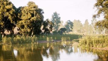 Serene riverside view with lush trees and tranquil water during daylight video