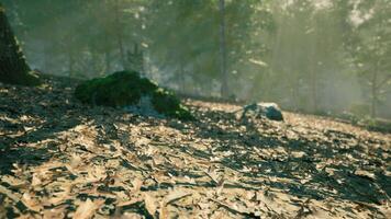 Sunlight filters through trees over a mossy forest floor in autumn video