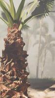 un palma árbol en el medio de un brumoso bosque video