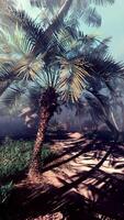 A palm tree in the middle of a jungle video