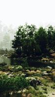 A small stream running through a forest filled with trees video