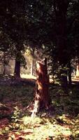A forest filled with lots of trees and leaves video