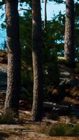 A large rock with a tree growing out of it video