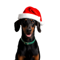 Doberman dog wearing santa hat with joyful smile for christmas theme with transparent background. Ai Generation png
