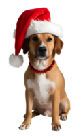 Golden retriever dog wearing santa hat for christmas theme with transparent background. Ai Generation png