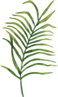 Hand-painted watercolor illustration of palm leaves png