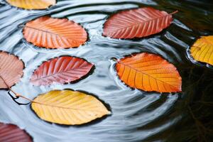 Colorful autumn leaves floating in water photo