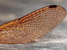 Intricate dragonfly wing with sparkling water droplets photo