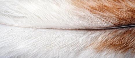 Soft and fluffy feather texture background photo