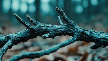 Weathered and textured tree branch in teal tones photo