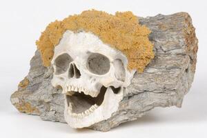 Skull with fungus growth on rock photo