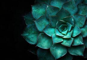 Closeup of a vibrant green succulent plant photo