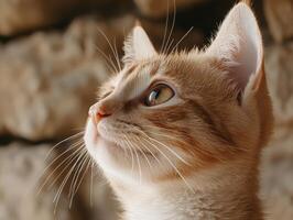 close up of a curious cat photo