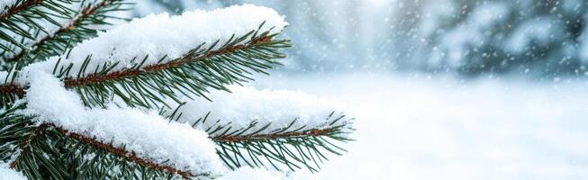 snowy pine tree branches photo