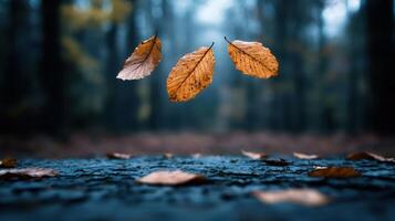 Autumn leaves floating above a wet forest floor photo