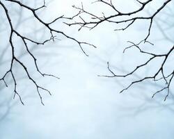 Snowy tree branches against a blurred background photo