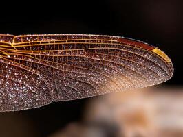 Intricate wing structure of a dragonfly photo