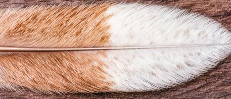 Close up of a feather with intricate patterns photo