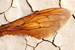 close up of a golden insect wing on a cracked surface photo