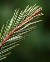 Close up of pine tree needles with water droplets photo