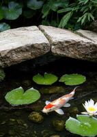 Serene koi pond with lily pads and rocks photo