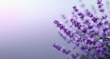 Delicate lavender flowers in soft focus photo