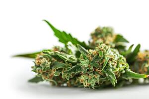 Close up of cannabis plant with green leaves and buds photo