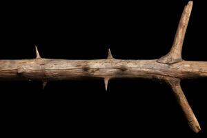 Antler branch with sharp thorns on black background photo