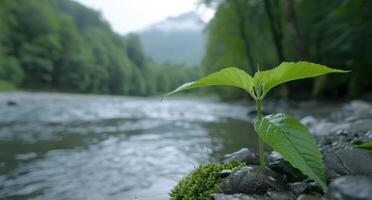 Lush green forest and flowing river photo