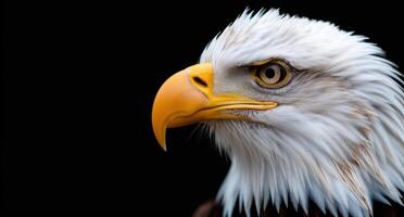 Close up portrait of a majestic bald eagle photo