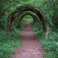 Enchanting forest path with arched branches photo