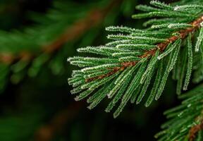 Frosty pine needles on a winter day photo