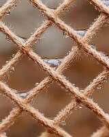 Intricate web of dew covered rope photo