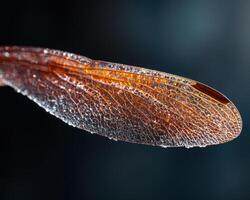 Intricate dragonfly wing texture photo