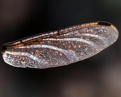 Close up of a dragonfly wing with intricate patterns photo
