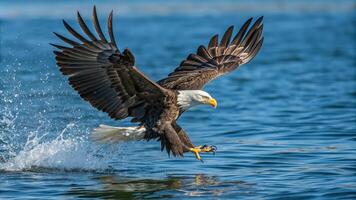 American bald eagle preparing to snag fish. Close up. American bald eagle preparing to snag fish in lake, talons in water with spray or splash, wings extended. photo