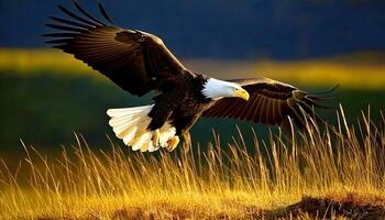 The bald eagle flies above the ground for prey. Bald eagles are a charismatic and iconic species, and their resurgence in the wild serves as a testament to the success of conservation efforts. photo