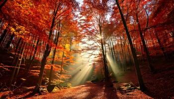 Enchanting sun rays in a forest in autumn. Golden forest in autumn. Autumn forest path. Nature scene in sunset fog. Bright light sun. Sunrise of a sunny day, morning sunlight view. photo