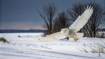 Snowy owl, arctic owl is a large, white owl of the true owl family. In flight. Portrait of attacking snowy owl from direct view. White owl with black spots and yellow eyes, flying directly at camera. photo